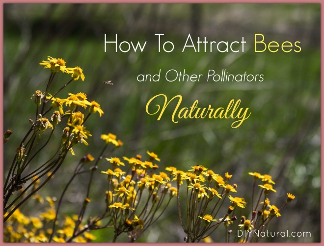 How To Attract Bees