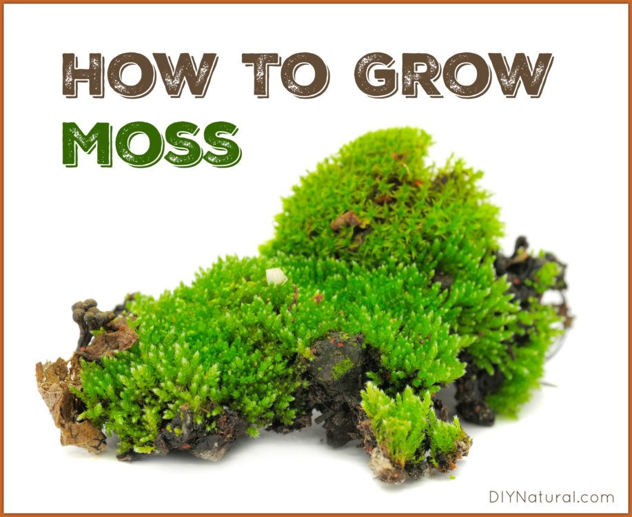 How To Grow Moss