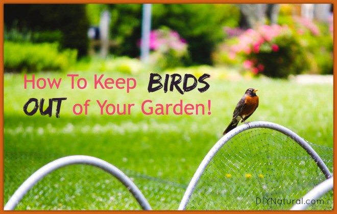 How To Keep Birds Out of Your Garden