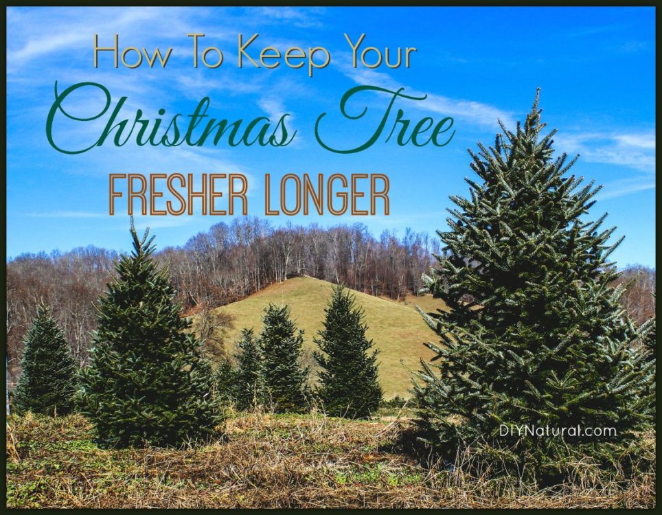 How To Keep a Christmas Tree Fresh