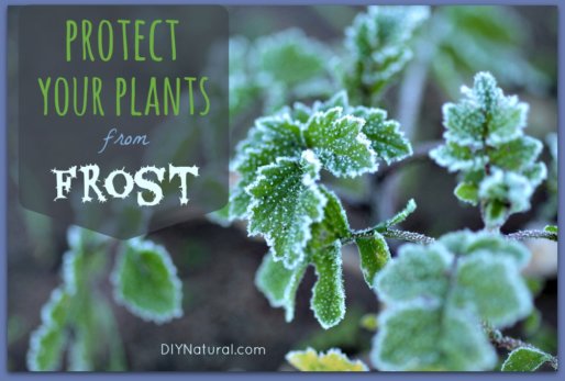 How To Protect From Frost