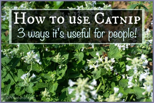How To Use Catnip