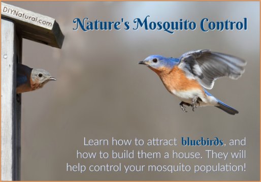 How to Attract Bluebirds