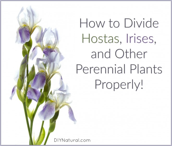 How to Divide Hostas Irises Perennials
