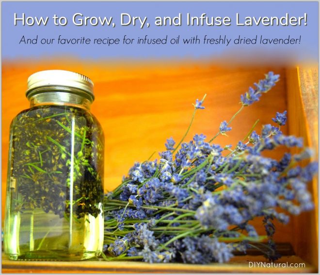 How to Grow Lavender Dry