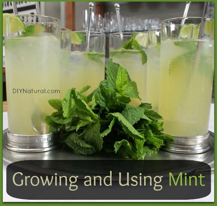 How to Grow Mint - Types of Mint