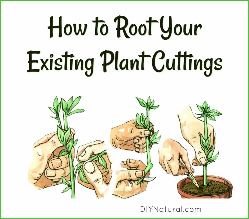 How to Root Plant Cuttings