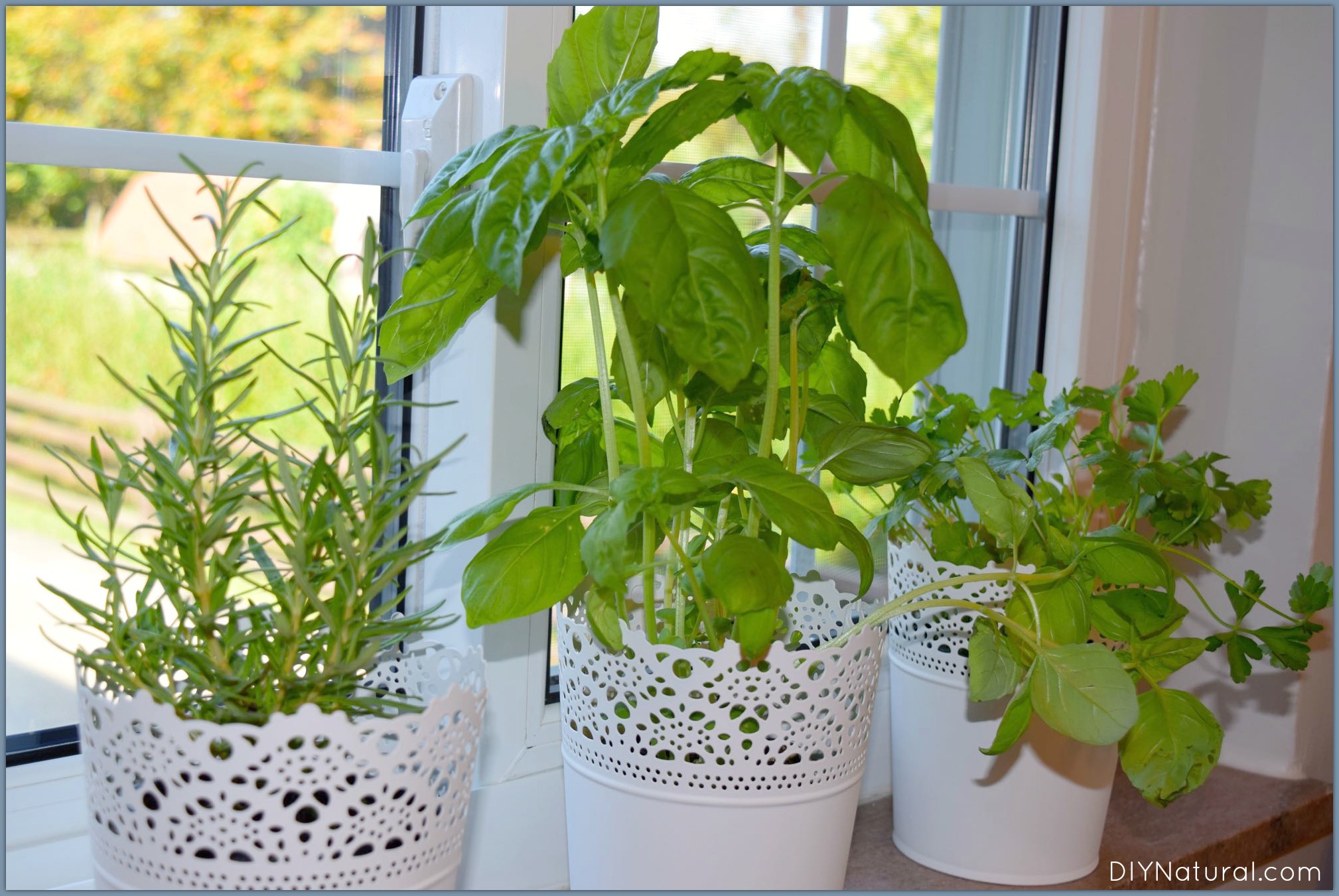 Indoor Herb Garden 1