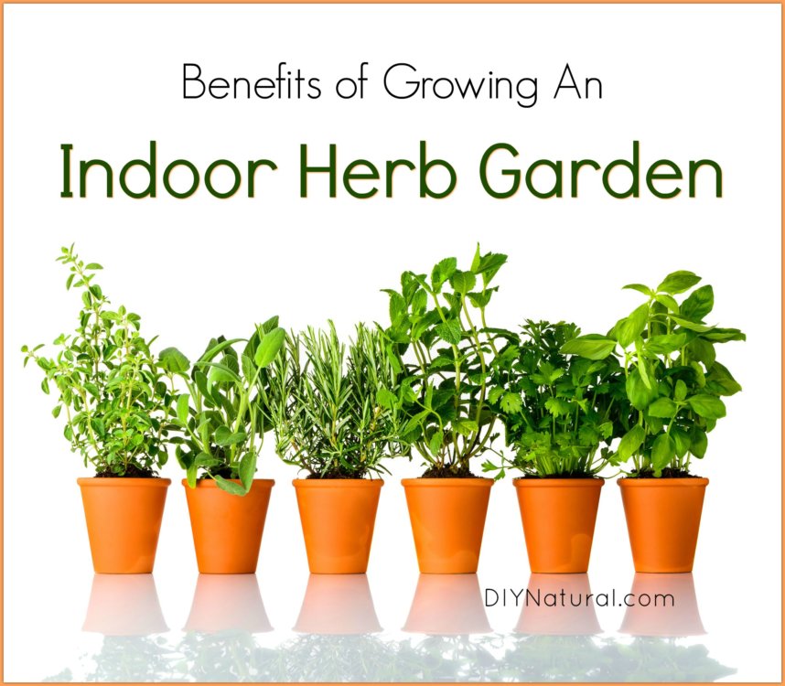 Indoor Herb Garden 5 Reasons You, How To Grow Herb Garden