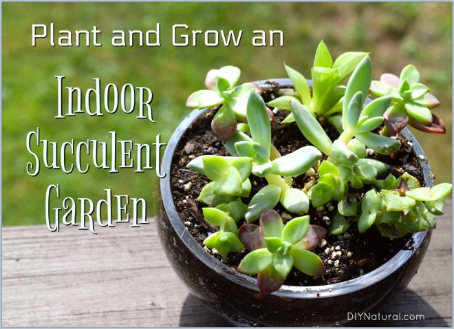 Indoor Succulent Garden DIY