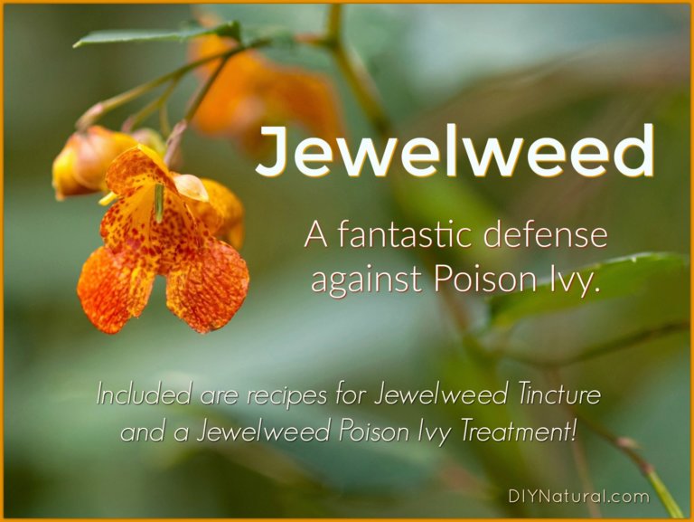 Jewelweed All About the Plant and a Jewelweed Poison Ivy Treatment