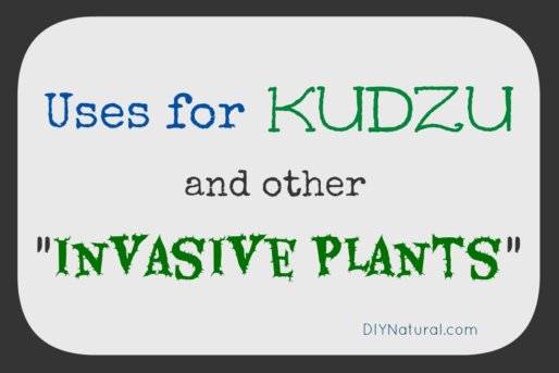 Kudzu Invasive Plants
