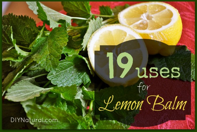 Lemon Balm Uses