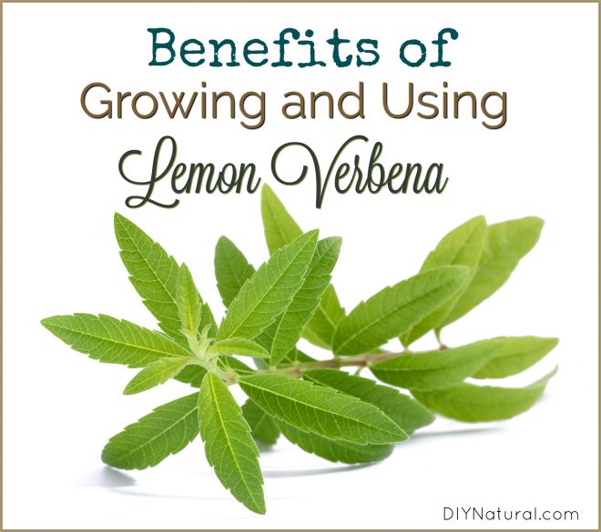 Lemon Verbena Benefits