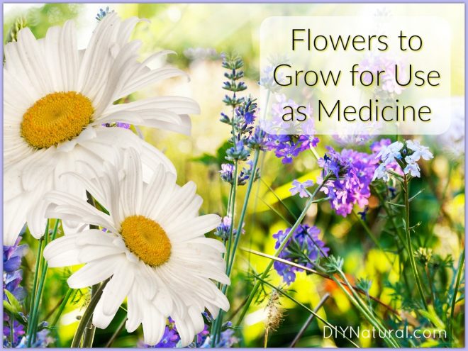 Medicinal Flowers