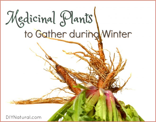 Medicinal Plants Winter