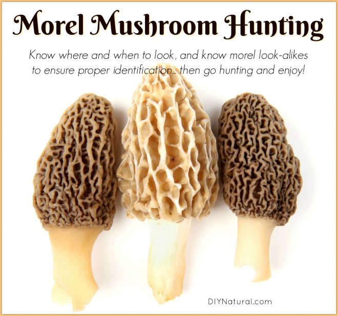 Morel-Mushroom-Hunting-660x618.jpg
