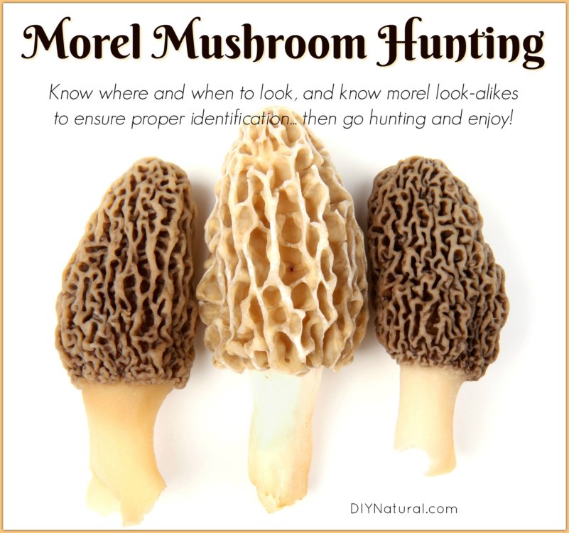 Morel Mushroom Hunting