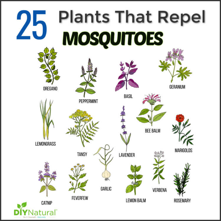 Mosquito Repellent Plants: 25 Plants