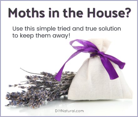 Moths in House