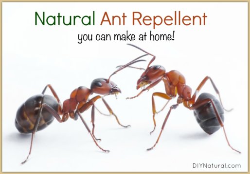 Natural Ant Repellent Essential Oils