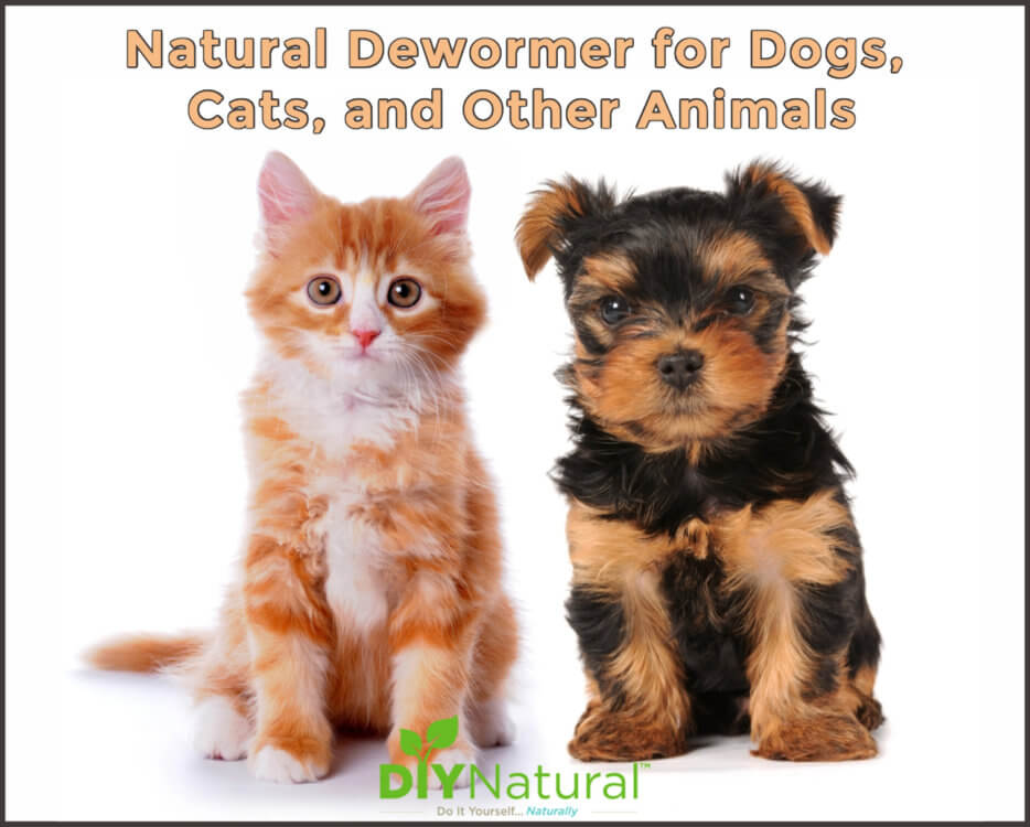 Natural Dewormer for Dogs and Cats