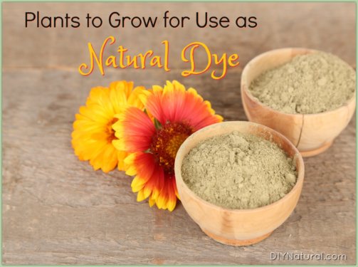 Natural Dye Plants