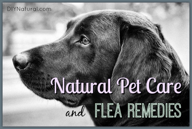 Natural Flea Remedies