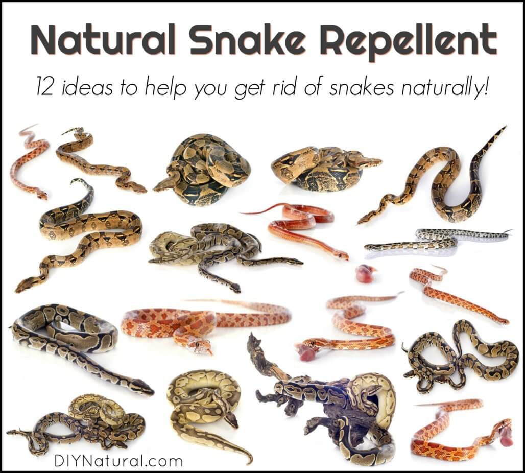 Natural Snake Repellent: 12 Different