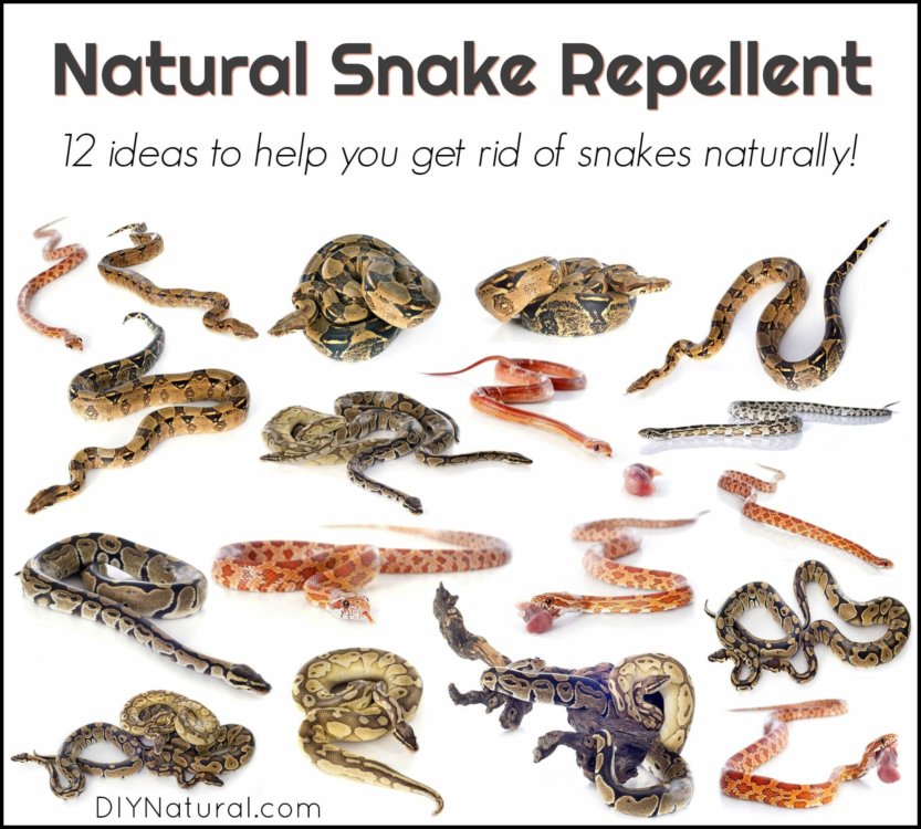 Natural Snake Repellent: 12 Different Methods to Repel Snakes Naturally
