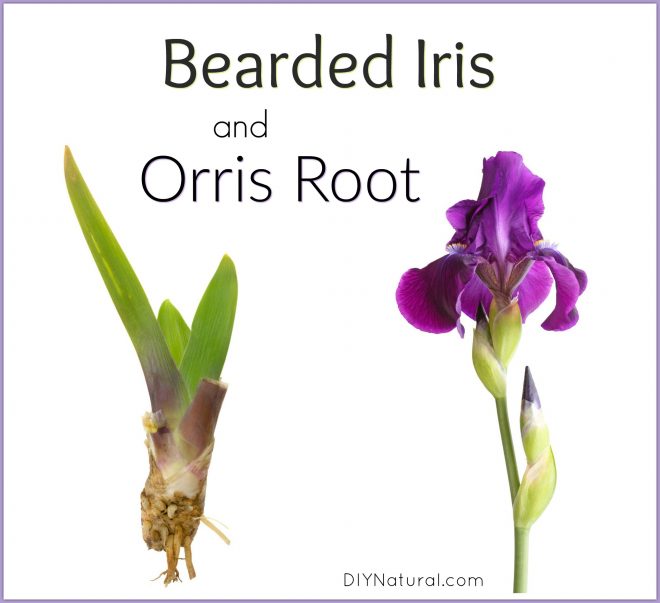 Orris Root Homemade Incense