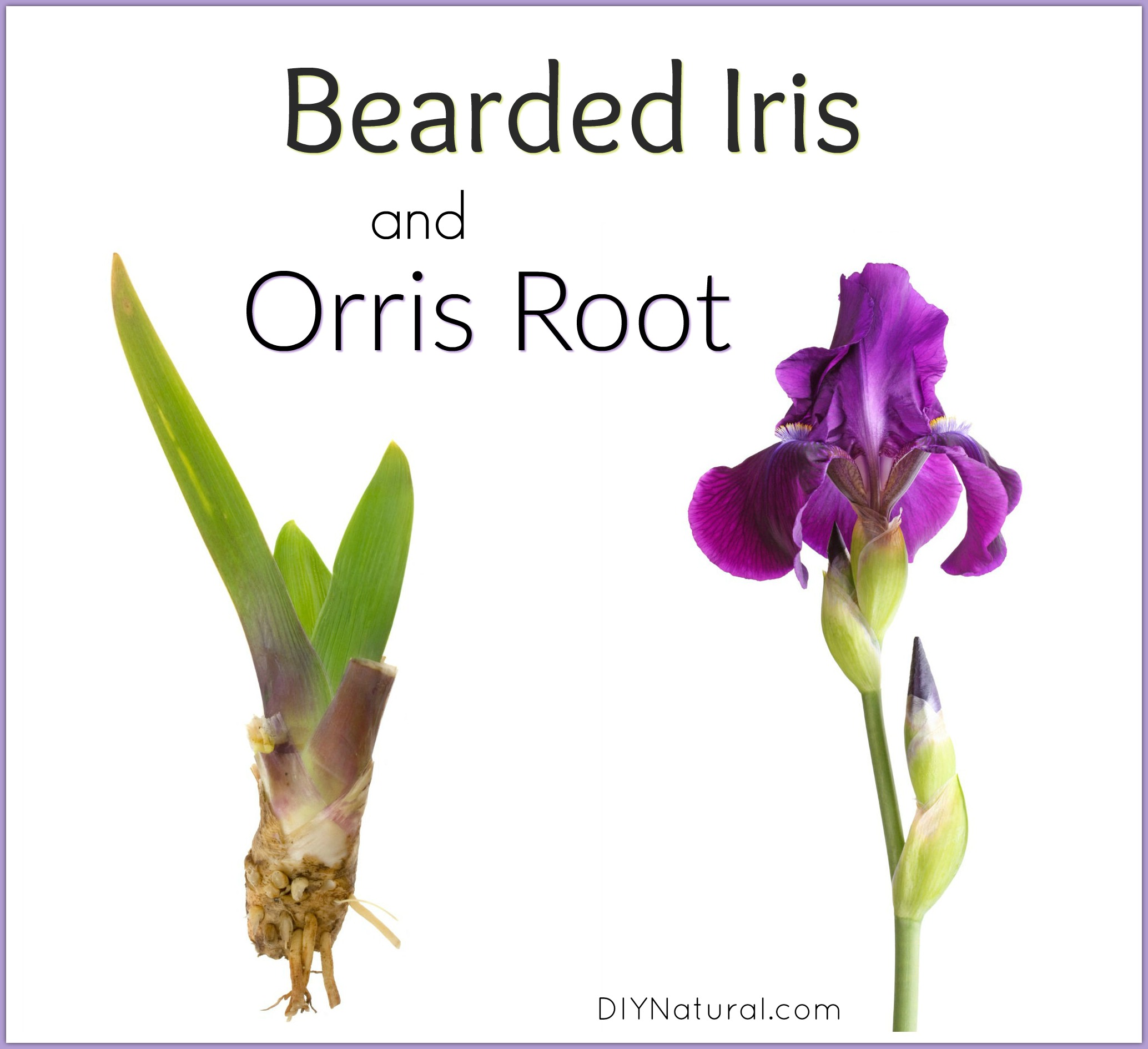 18+ Iris Flower Root Pics