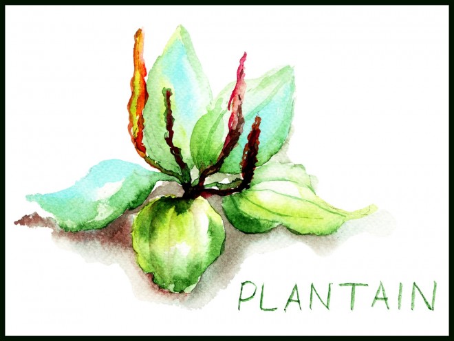 Plantain Weed 1