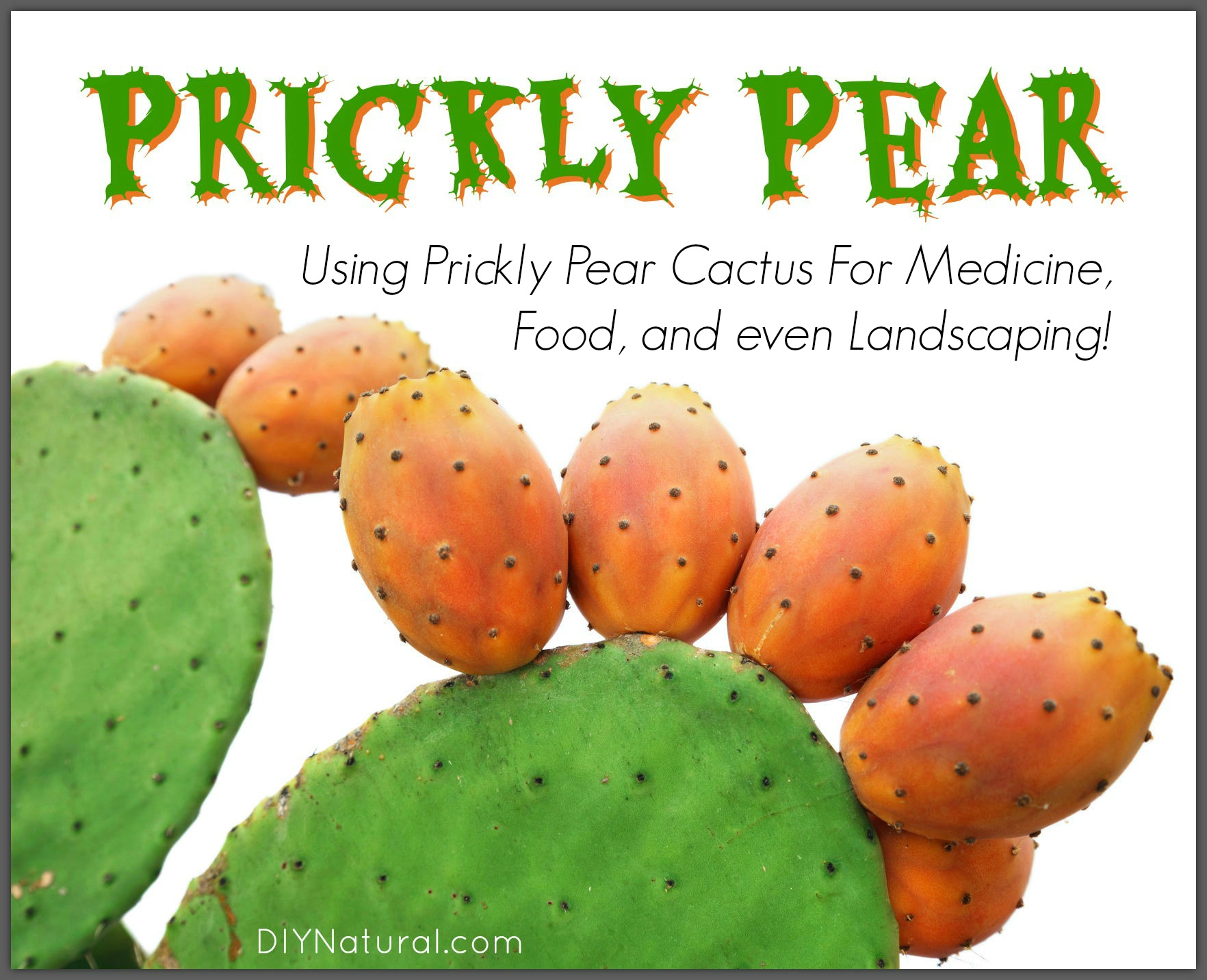 Prickly Pear How To Use This Cactus For Food And Landscaping,Layered Baked Ziti With Ricotta