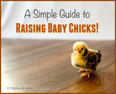 Raising Chicks