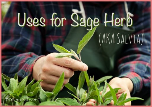 Sage Herb Salvia Plant