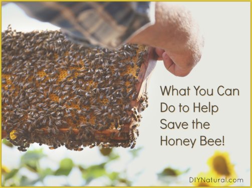 Save Bees