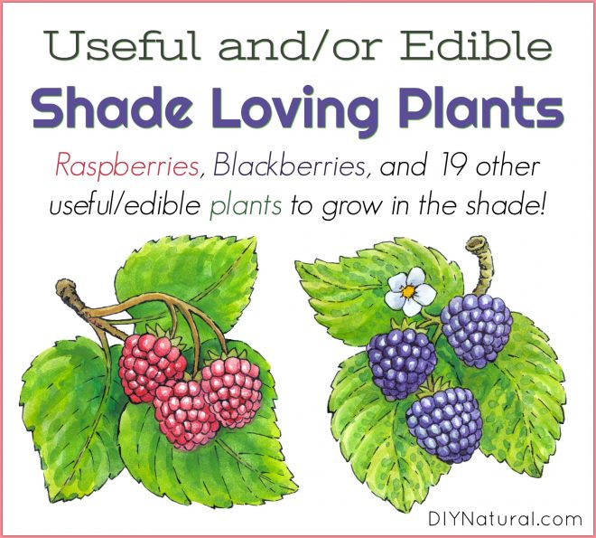 Shade Plants