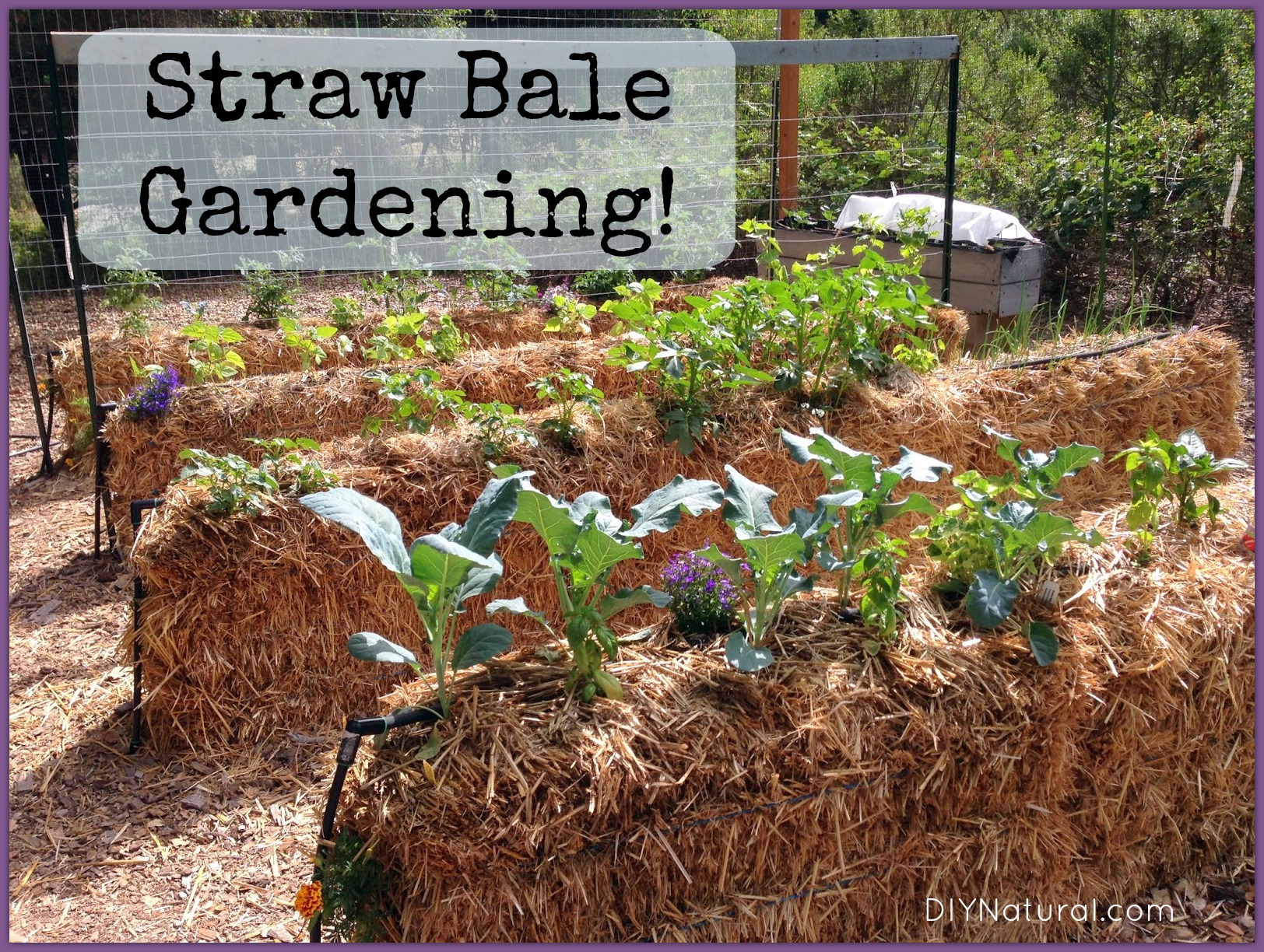 Straw Bale Garden Wall | Fasci Garden