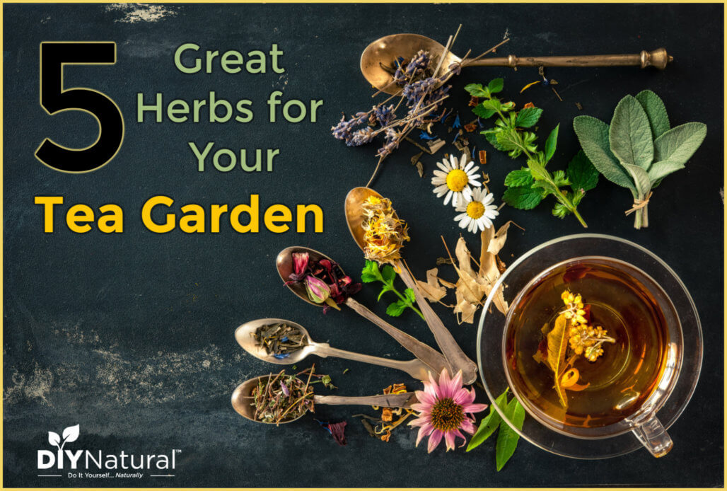Tea Garden Good Herbs for Tea