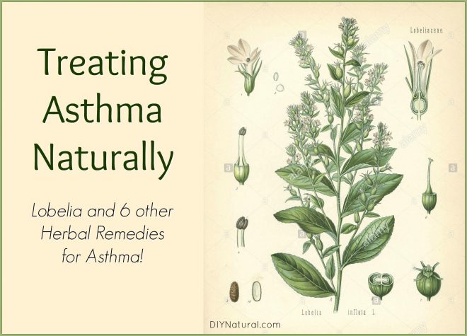 Treating Asthma Naturally Herbs