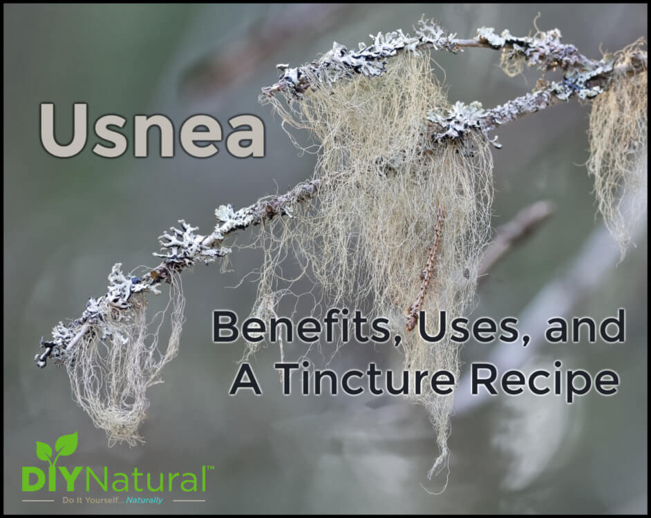 Usnea Benefits Tincture