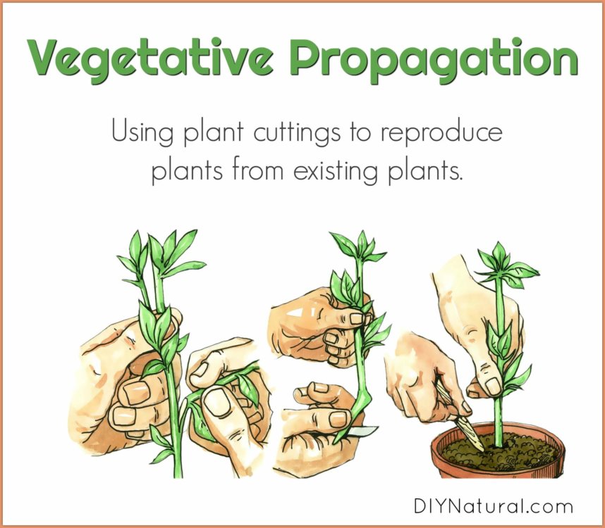 Vegetative Propagation Plant Cuttings