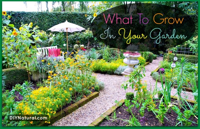 What to Grow in a Garden