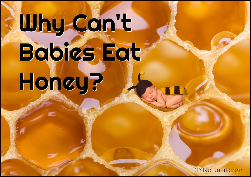 Why Cant Babies Eat Honey Why Cant Babies Eat Honey