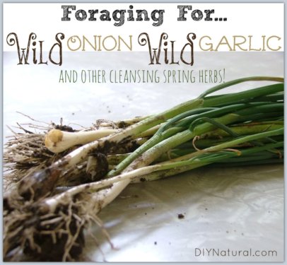 Wild Onion Wild Garlic