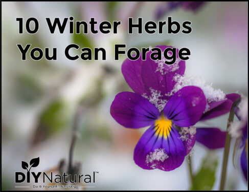 Winter Herbs Foraging